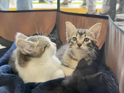 Feira de adoção pet em Mogi das Cruzes neste sábado
