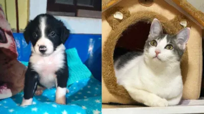 Feira de Adoção de Cães e Gatos no Maxi Shopping Jundiaí