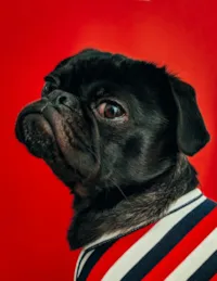 Cachorro Latindo Muito: Causas e Como Reduzir Sem Sofrer