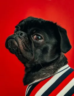 Cachorro Latindo Muito: Por Que Ele Late e Como Reduzir Sem Sofrimento