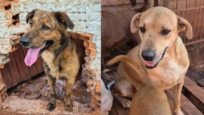 Feira de adoção em Londrina neste sábado (29/08/2026) das 10h às 17h na Praça do Aeroporto. Encontre seu novo amigo de quatro patas e ajude animais