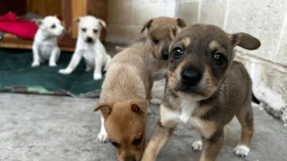 Feira de adoção de cães em Taubaté nesta sexta-feira (28)