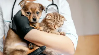 Feira de adoção de cães e gatos em Belo Horizonte neste sábado