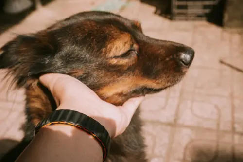 Convulsão em Cães: O Que Fazer Durante uma Crise
