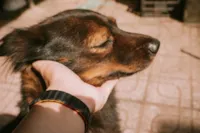 Convulsão em Cães: O Que Fazer Durante uma Crise