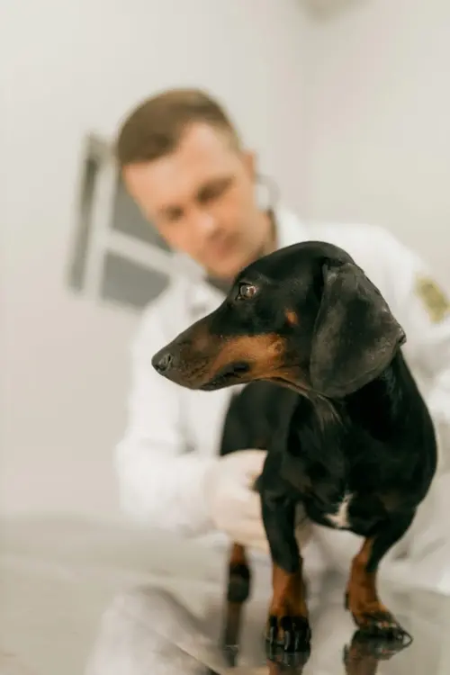 Check-up Anual Pet: Exames que Adicionam Anos de Vida