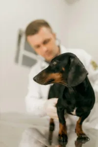 Check-up Anual Pet: Exames que Adicionam Anos de Vida