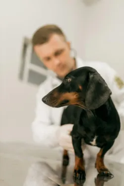 Check-up Anual Pet: A Medicina Preventiva que Adiciona Anos de Vida