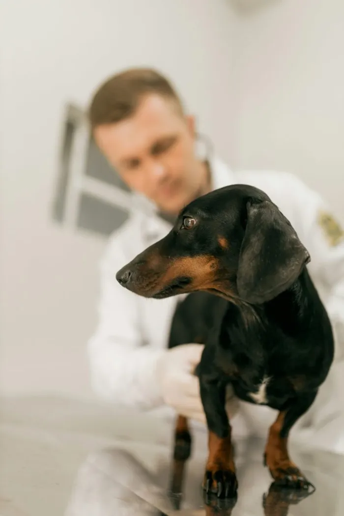Veterinario com estetoscopio examinando um dachshund na mesa de exame
