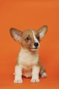 Linguagem Corporal Canina: O Que Seu Cao Diz