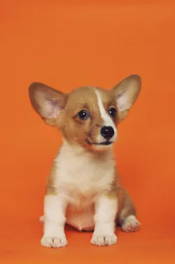O Que Seu Cachorro Está Dizendo: Guia Ilustrado de Linguagem Corporal Canina