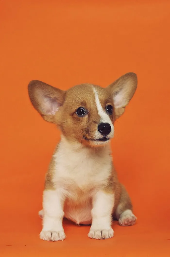 O Que Seu Cachorro Está Dizendo: Guia Ilustrado de Linguagem Corporal Canina