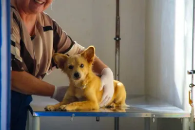 Feira de adoção de cães em Três Lagoas neste sábado