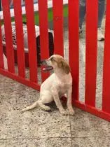 Feira de adoção em Várzea Grande neste sábado
