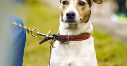 Feiras de adoção e serviços veterinários em Porto Alegre em Setembro