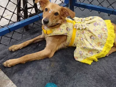 Adoção de cães e gatos em Olinda no dia 12 de setembro