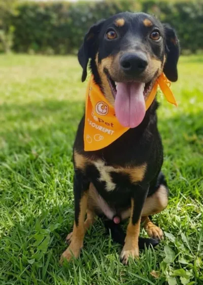 Adoção de Cães em Sorocaba no Ceagesp Neste Sábado