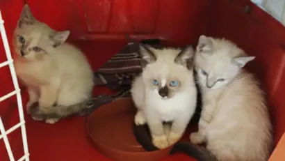 Feira de adoção de gatos em Campo Grande nesta sexta (11)