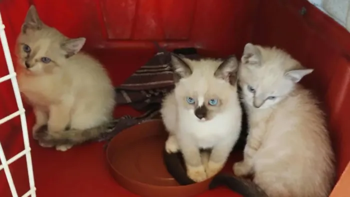 Feira de adoção de gatos em Campo Grande nesta sexta-feira (11), das 17h às 21h, na Cobasi. Adote um filhote e ajude a ONG Amicats a continuar seu