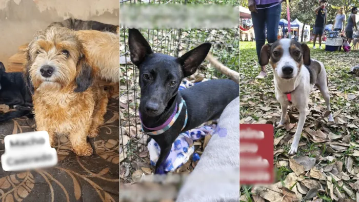 Feira de adoção de cães e gatos em Campo Grande no dia 12 de setembro, das 08h às 12h, na Clínica Veterinária Sweet Pet Home. Adote um novo amigo!