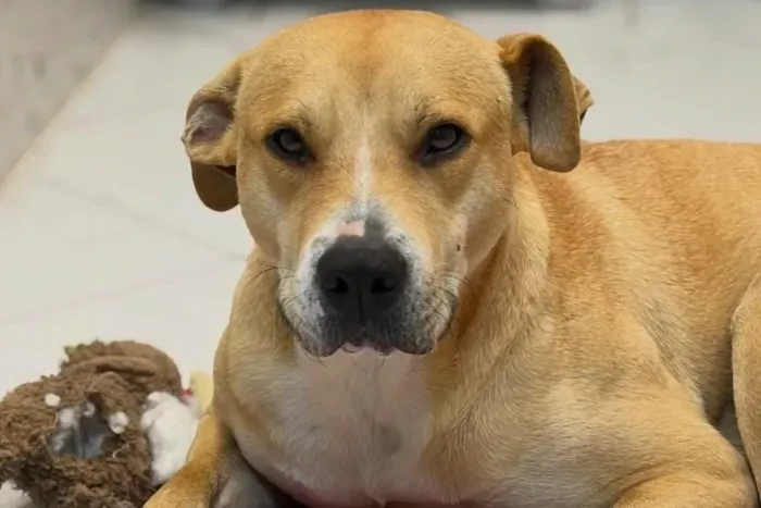 Feira de adoção de animais em Criciúma no sábado, 12 de setembro, das 11h às 17h, no Nações Shopping. Adote um amigo e ajude a ONG SOS Vira-Lata.