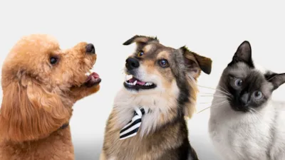 Feira de Adoção de Animais em Maceió neste sábado, 12