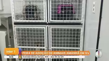 Feira de adoção de animais em Governador Valadares neste sábado