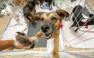 Adoção responsável em Macaé: cães adultos buscam um lar