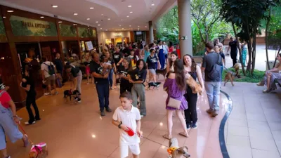 Feira de adoção em Campinas no Pet Day Shih Tzu