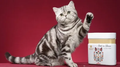 Festival de gatos em Santos com feira de adoção neste sábado e domingo