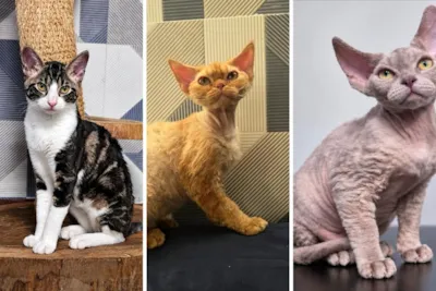 Cats Festival: feira de adoção e campeonato em Santos