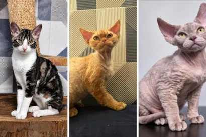 Cats Festival: feira de adoção e campeonato em Santos