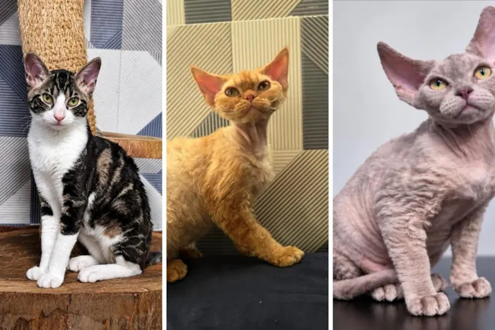 Cats Festival em Santos neste fim de semana (19 e 20 de setembro), com campeonato internacional e feira de adoção gratuita. Veja horários e como