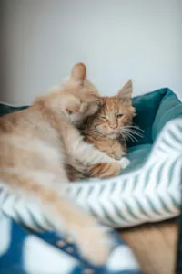 Segundo Gato em Casa: Introducao Sem Brigas