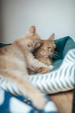 Segundo Gato em Casa: O Protocolo de Introdução que Evita Guerras Felinas