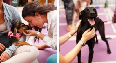Hyppet Festival: Festival de adoção e ioga com cães em Sorocaba