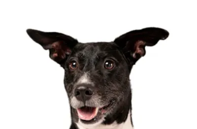 Adoção de cães em Nova Friburgo neste sábado