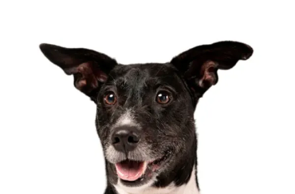 Feira de adoção de cães em Nova Friburgo neste sábado, 19 de setembro, das 10h às 14h, no Arp. Adote um amigo com responsabilidade e amor.