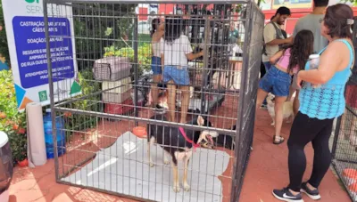 Adoção de animais em Indaiatuba neste sábado, 20/09