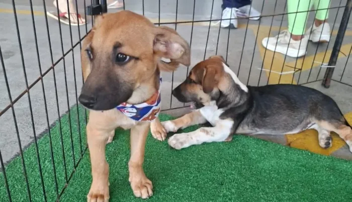 Feira de Adoção e Castração Animal em Cachoeiro de Itapemirim nos dias 19 e 20 de setembro de 2026. Saiba os horários e local.
