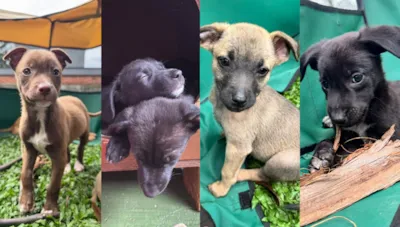Feira de adoção e castração gratuita de animais em Valinhos