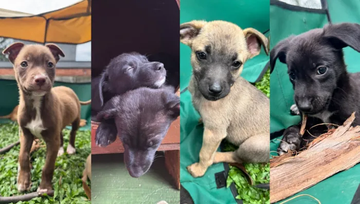Feira de adoção e inscrições para castração gratuita de animais em Valinhos neste sábado (19), das 9h às 12h, em frente ao Paço Municipal. Adote um amigo