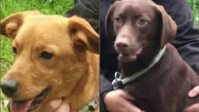 Adoção de cães em Santos: Caramelo's Day neste sábado