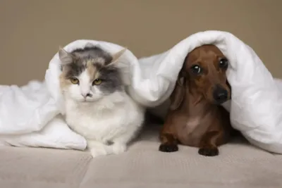 Feira de Adoção em Cachoeiro de Itapemirim: Cães e Gatos Esperam Por Você
