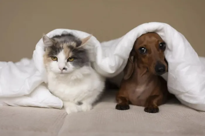 Feira de Adoção em Cachoeiro de Itapemirim neste domingo (20/09/2026) das 10h às 15h no Parque de Exposições. Adoção de cães e gatos, cadastro para