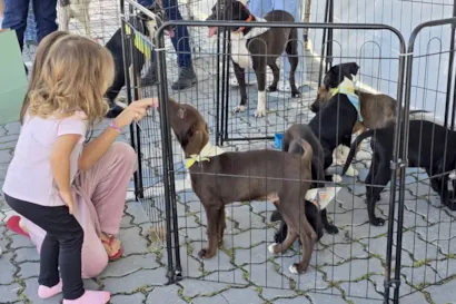 Feira de adoção de cães em Macaé acontece semanalmente às quintas-feiras e mensalmente no Shopping Plaza Macaé. Adote um amigo com responsabilidade.