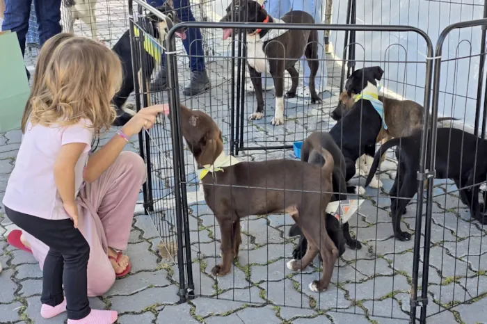 Feira de adoção de cães em Macaé acontece semanalmente às quintas-feiras e mensalmente no Shopping Plaza Macaé. Adote um amigo com responsabilidade.