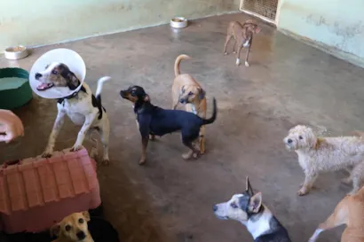 Feira de adoção de cães e gatos e vacinação antirrábica gratuita em Fernandópolis no sábado, 26 de setembro, das 9h às 13h. Saiba como participar.