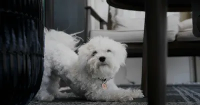 Puppy Yoga: adoção de cães e gatos na Vila Madalena