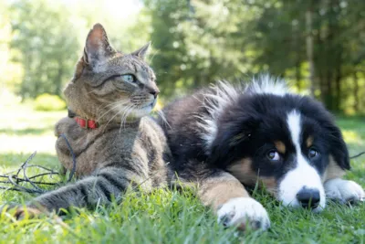 Adoção em Saquarema: Microchipagem e RG Animal Gratuitos Neste Sábado